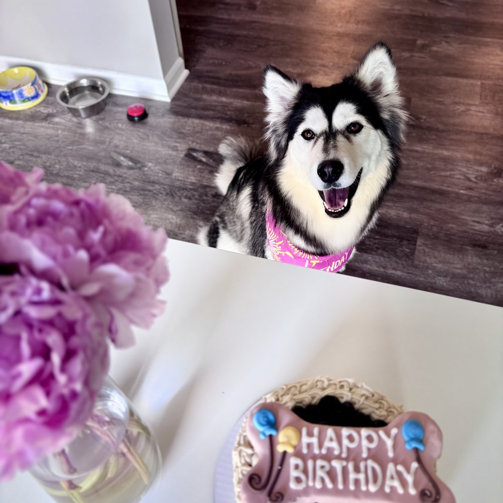 Vanilla in a pink bandana sitting behind a table with a dog birthday cake
                  decorated with a bone reading HAPPY BIRTHDAY, next to a vase of peonies.