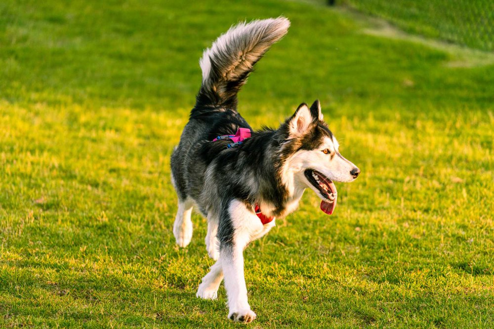 Vanilla running across a grass field in a harness with her tail raised.