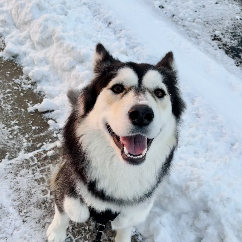 Vanilla sitting on a snowy sidewalk on her leash, looking up at the camera with
                  her mouth open.