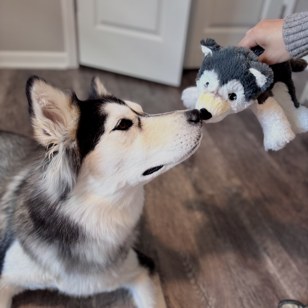 Vanilla touching noses with a grey plush husky toy held out in front of her.